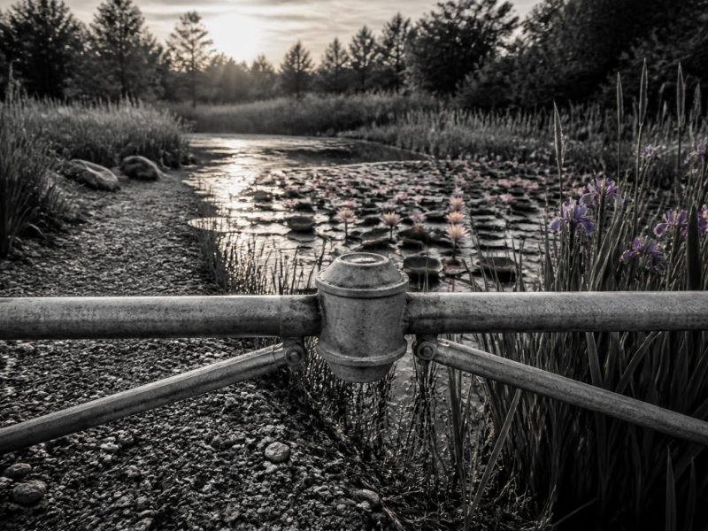 Gardening for Calm Water: A Practical Guide to Pond Care and Plant Life